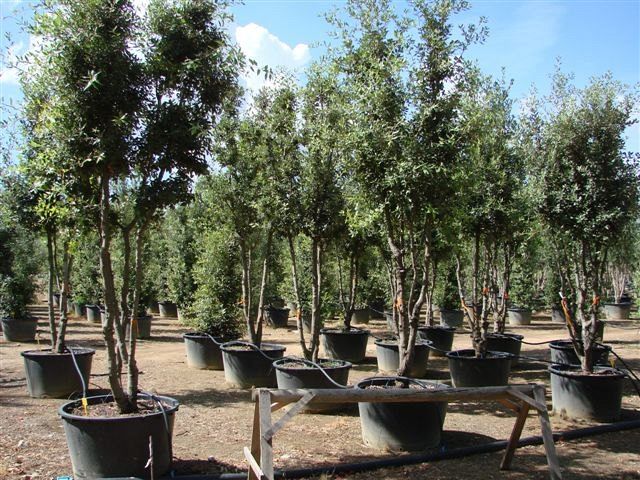 Quercus ilex_umbrella