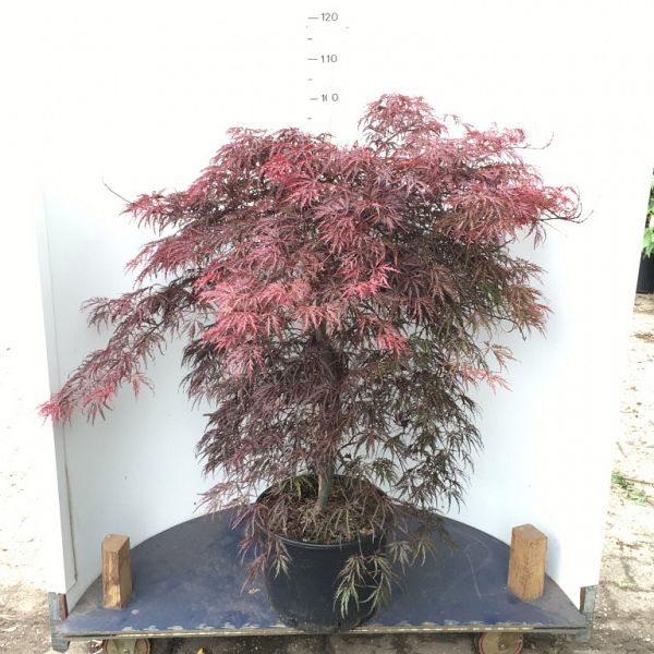Acer palmatum 'Garnet'_C20