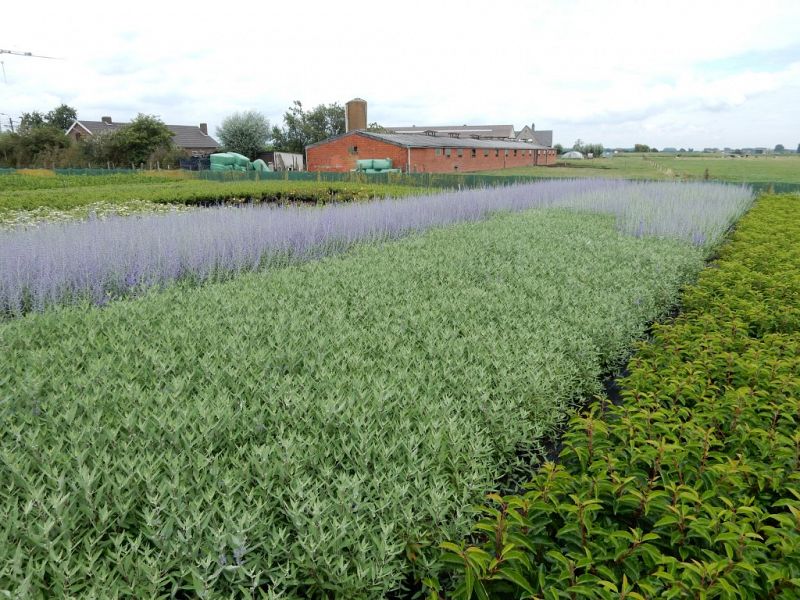 Caryopteris_Perovskia_c3