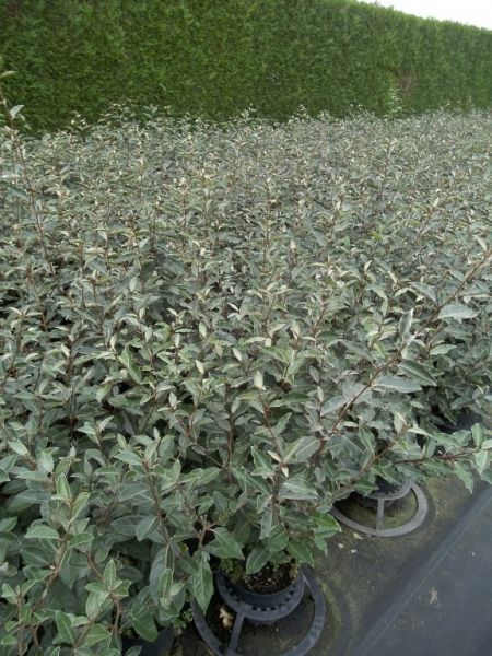 Elaeagnus ebbingei_6080100