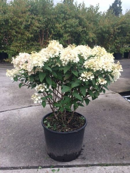 Hydrangea paniculata Bobo_C20