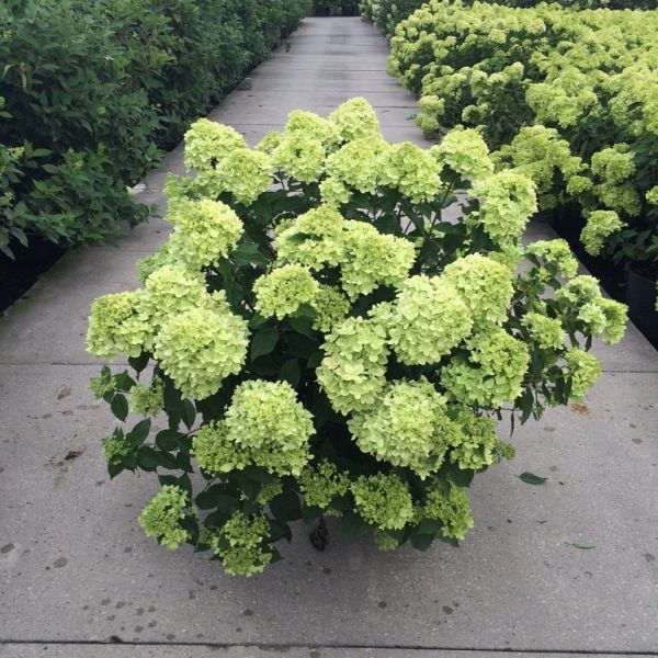 Hydrangea paniculata Little Lime_C20