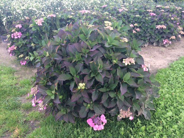 Hydrangea serrata 'Cotton Candy'_C20