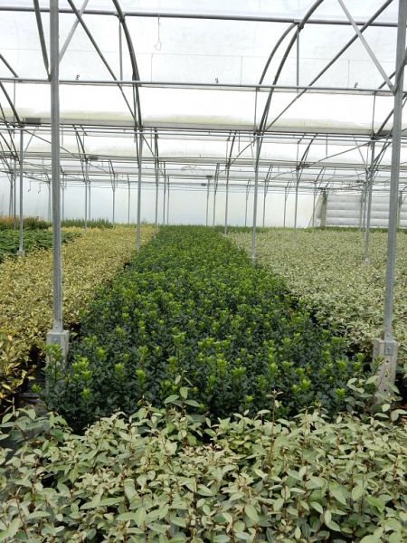 Ilex meservaea Blue Prince_cont304050