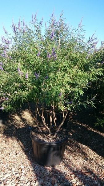 Vitex agnus-castusgroot